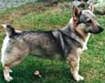 Swedish Vallhund