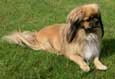 Tibetan Spaniel