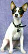 Toy Fox Terrier