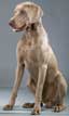 Weimaraner