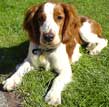 Welsh Springer Spaniel