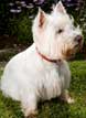 West Highland White Terrier