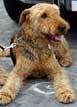 Wire Fox Terrier