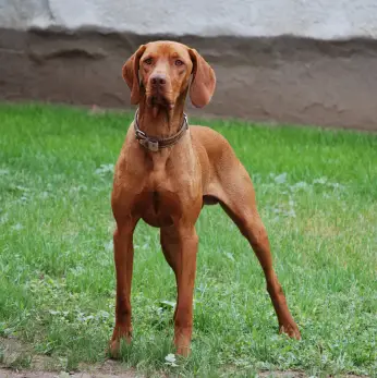 Vizsla