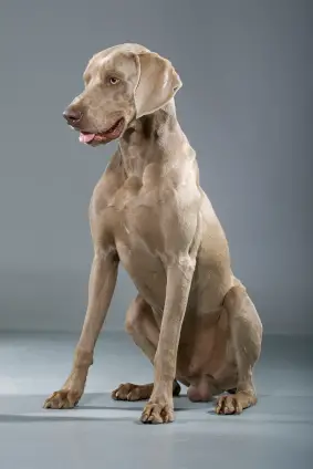 Weimaraner