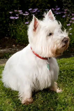 West Highland White Terrier